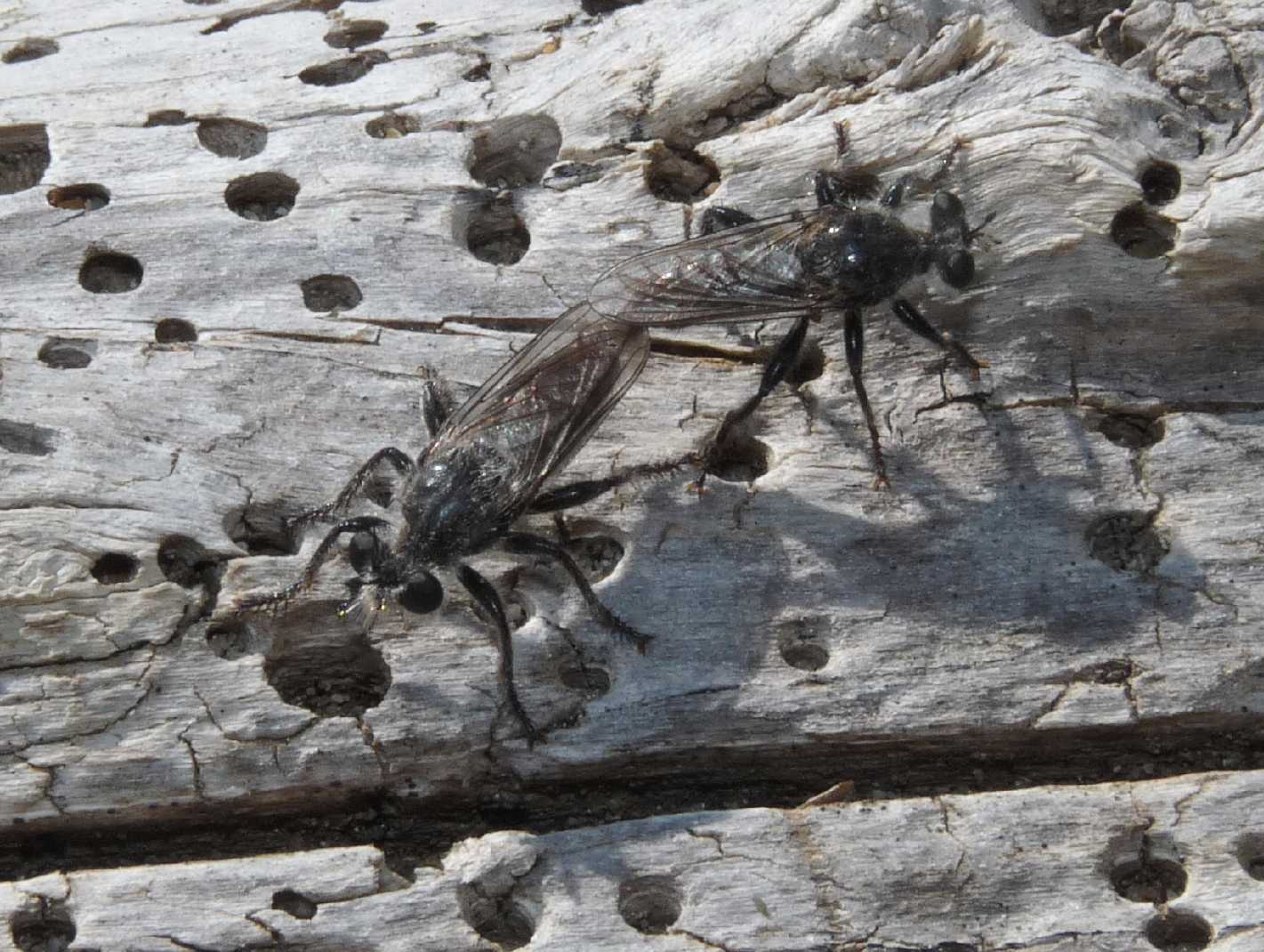 Asilidae da determinare (Laphria sp?)